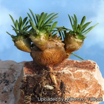 کاکتوس آناناسی